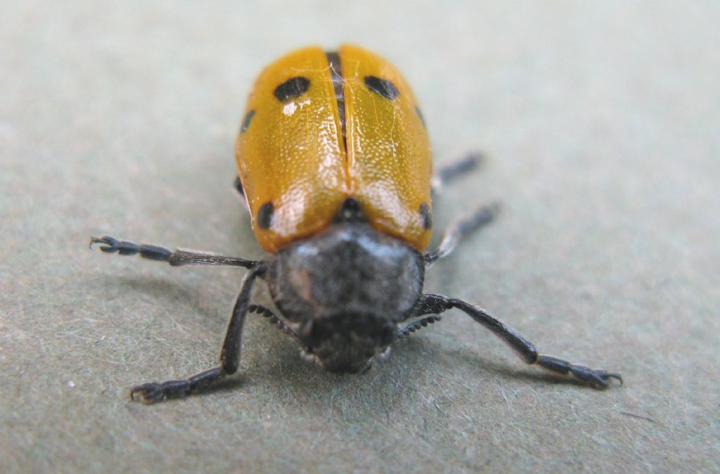 Lachnaia italica (Chrysomelidae)